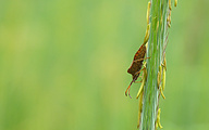 Dock Bug (Coreus marginatus)